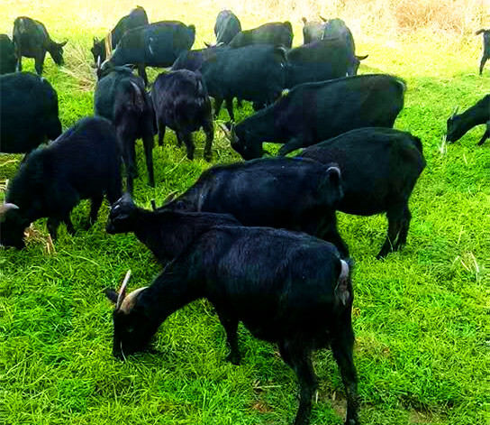 湘美黑山羊现在养殖的羊是什么品种?