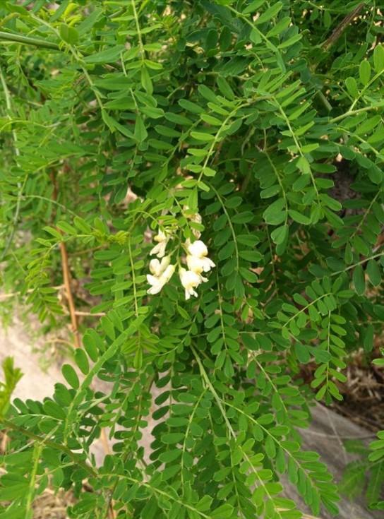 图片对比讲述_银雀