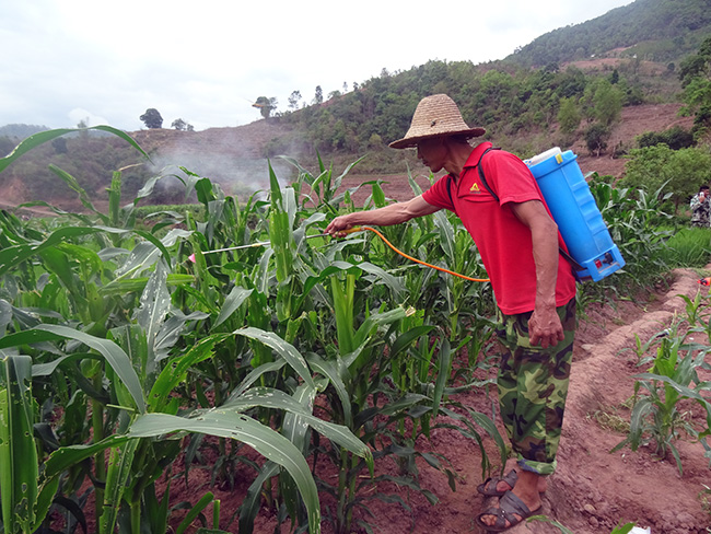古城镇积极开展草地贪夜蛾监测防控工作