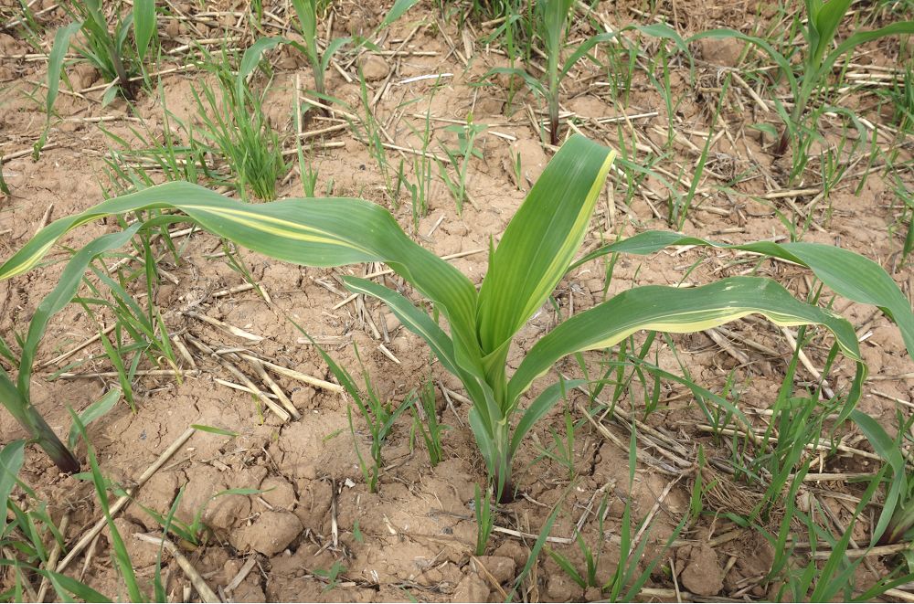 14玉米缺钙时,新叶顶端不容易展开,叶片的叶尖相互粘连,有时卷曲呈