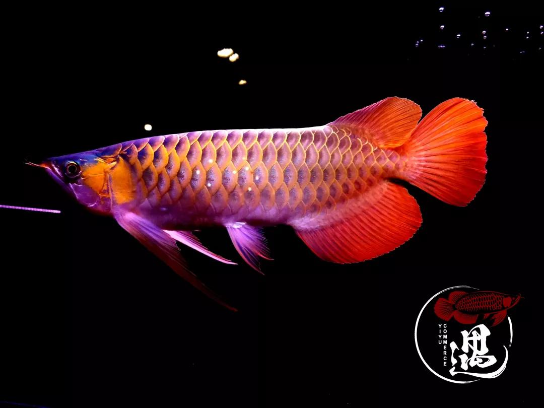 想让红龙发色更好那么这四点你一定要知道