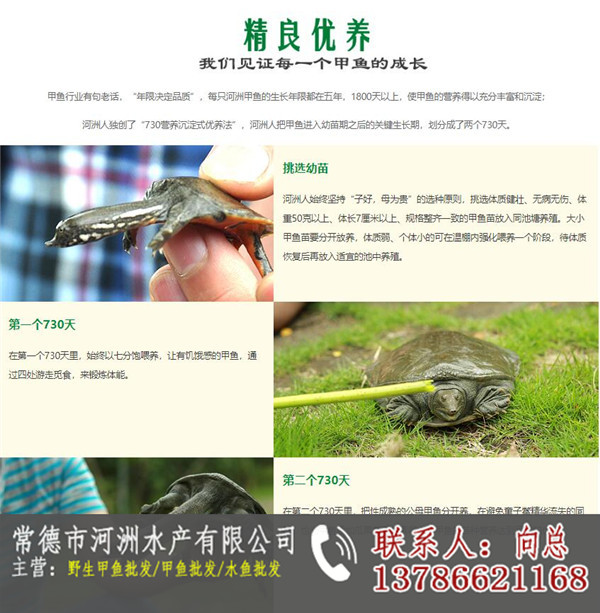 怎么辨别野生甲鱼和人工养殖甲鱼看完你就知道了