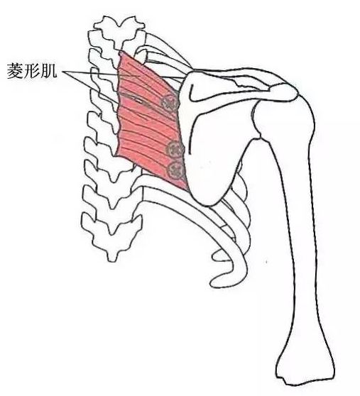 菱形肌起始於頸椎6,7和胸椎1～4的棘突,抵止於肩胛骨的脊柱緣.