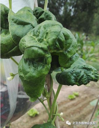 豆角病毒病,综合防治是关键!_蚜虫
