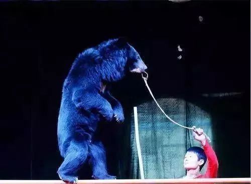 争霸,请屏住呼吸狮虎一声吼,万兽百禽都颤抖看到这里你心跳加速了吗?