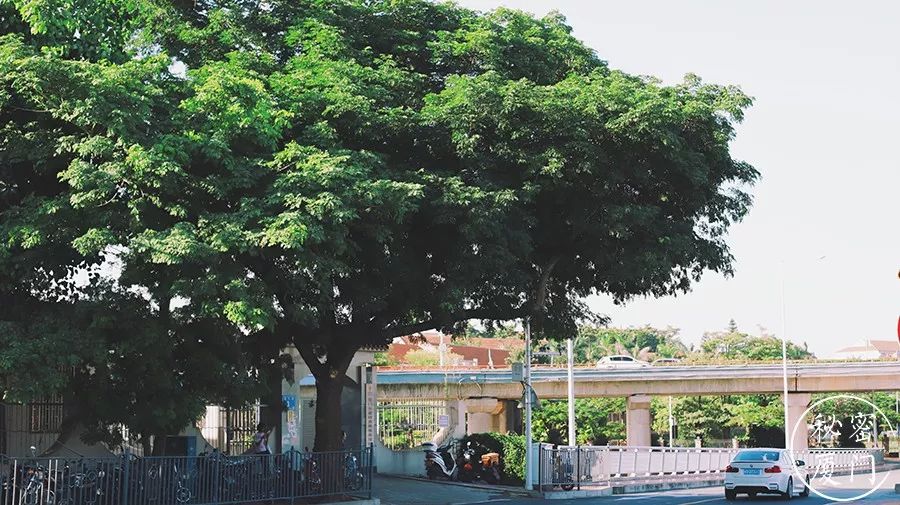 爱上厦门,可能是因为这20个最美的夏日瞬间_树荫下