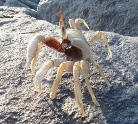 湛江这种沙滩上的小精灵味道一流你吃过吗