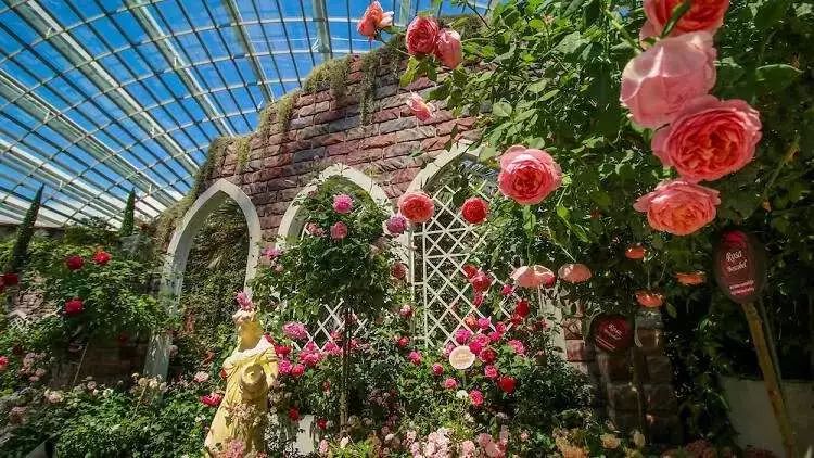 这次展出集合了"安妮公主"等四十多种世界各地罕见的玫瑰品种,每种