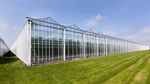 荷兰温室大棚全球出名为什么却没有一家做温室全产业的公司