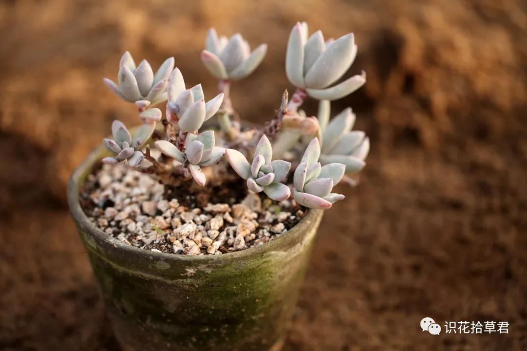 多肉霜之朝花语:冰封的火焰