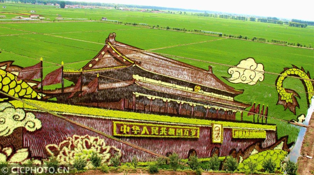 2019年6月30日在辽宁省沈阳市沈北新区拍摄的巨幅稻田画《我心永恒
