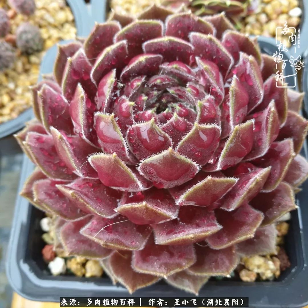 阿波罗的青蛙波尔多红酒北极星,与众不同的草,出状态叶心变红,一度被