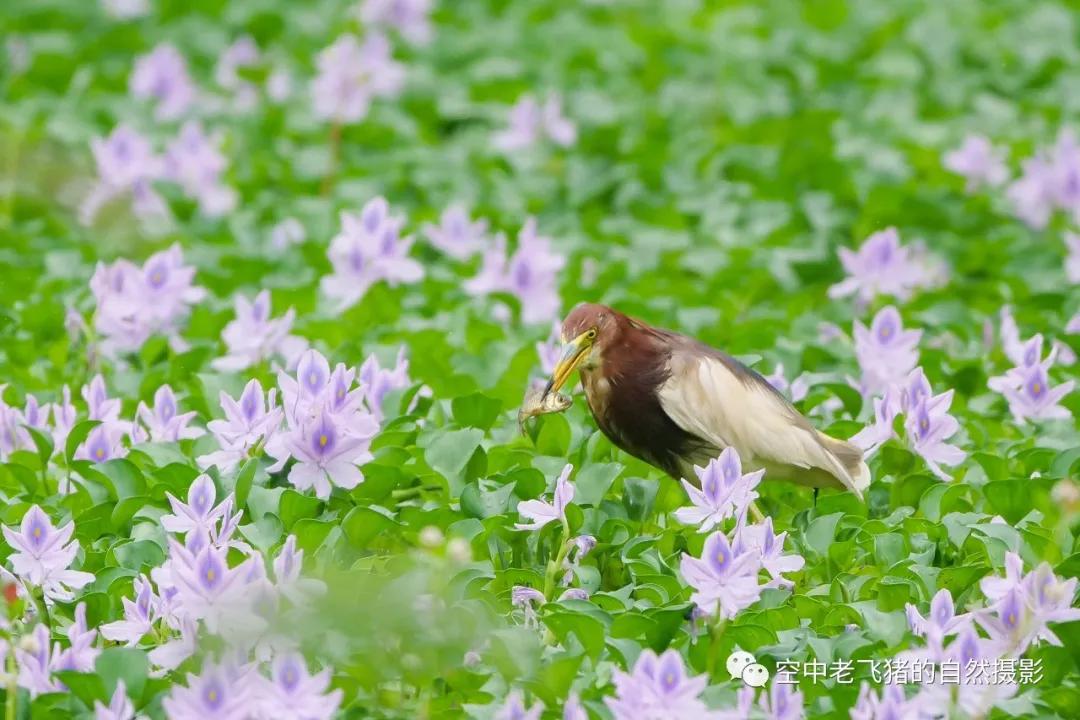 独守方塘等鱼来漠漠水田飞群鹭