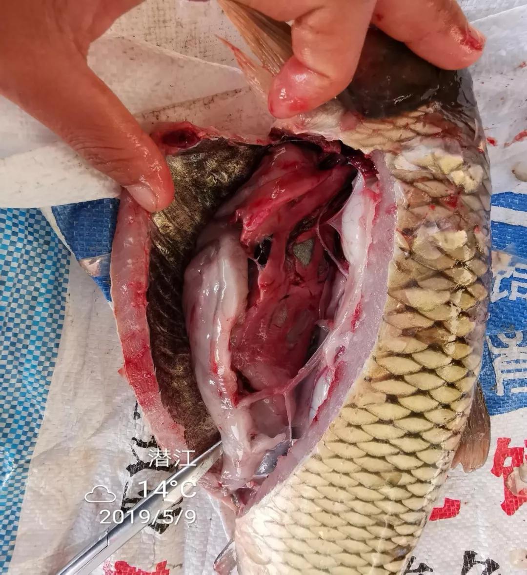 技术干货涂老师教你找对病因轻松控制家鱼出血病