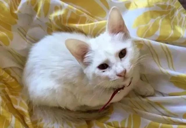 邋遢小猫挡在路中间女子打开车门示意它上车它还真就听懂了