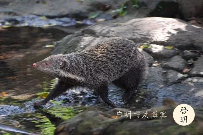 石獾针毛尖部呈淡黄色,淡黄色的下面呈黑色,腰部呈灰黄色,根部又呈