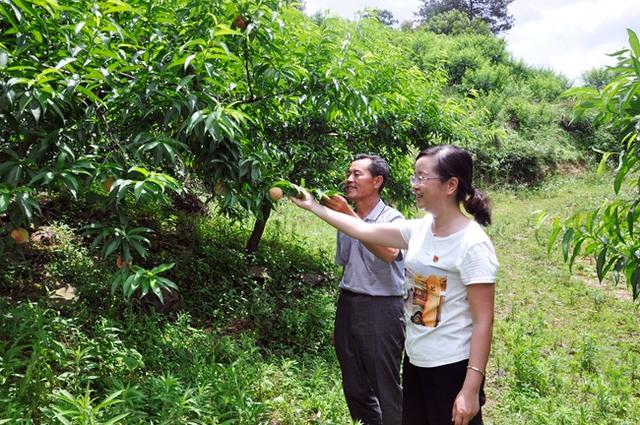 战地梅花分外香记全省脱贫攻坚优秀党组织书记邰通梅