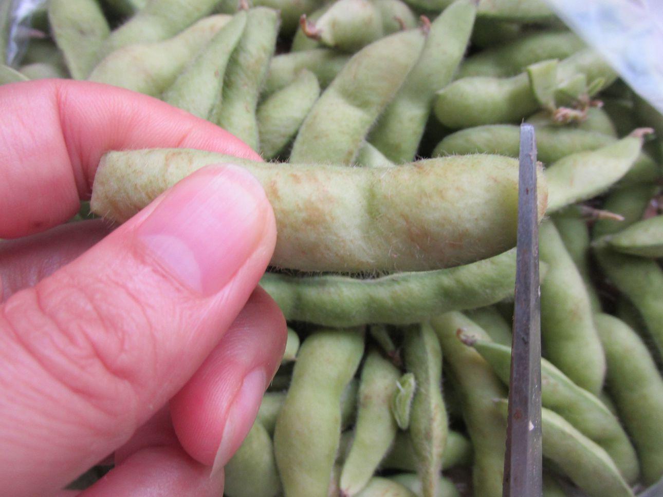 煮毛豆,多加这一步好吃入味快,煮出来翠绿好看,健脑促生长,煮一盆都不