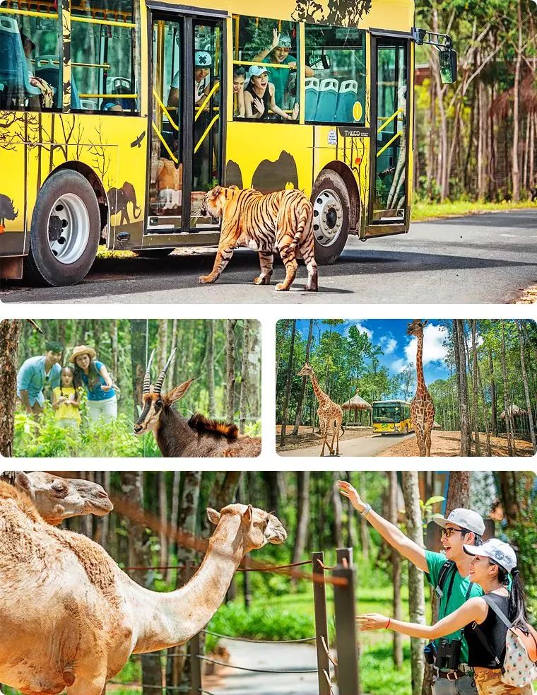 又一個直飛度假地坐擁遊樂園動物園美食夜市的網紅海島讓你快活一夏