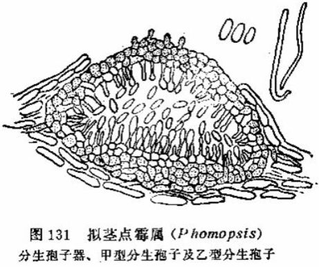 技术园地猕猴桃软腐病病菌最新研究进展