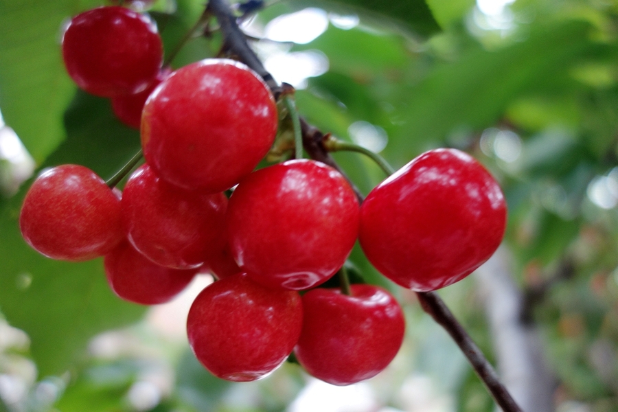 吉塞拉樱桃怎么有效的运输及储存