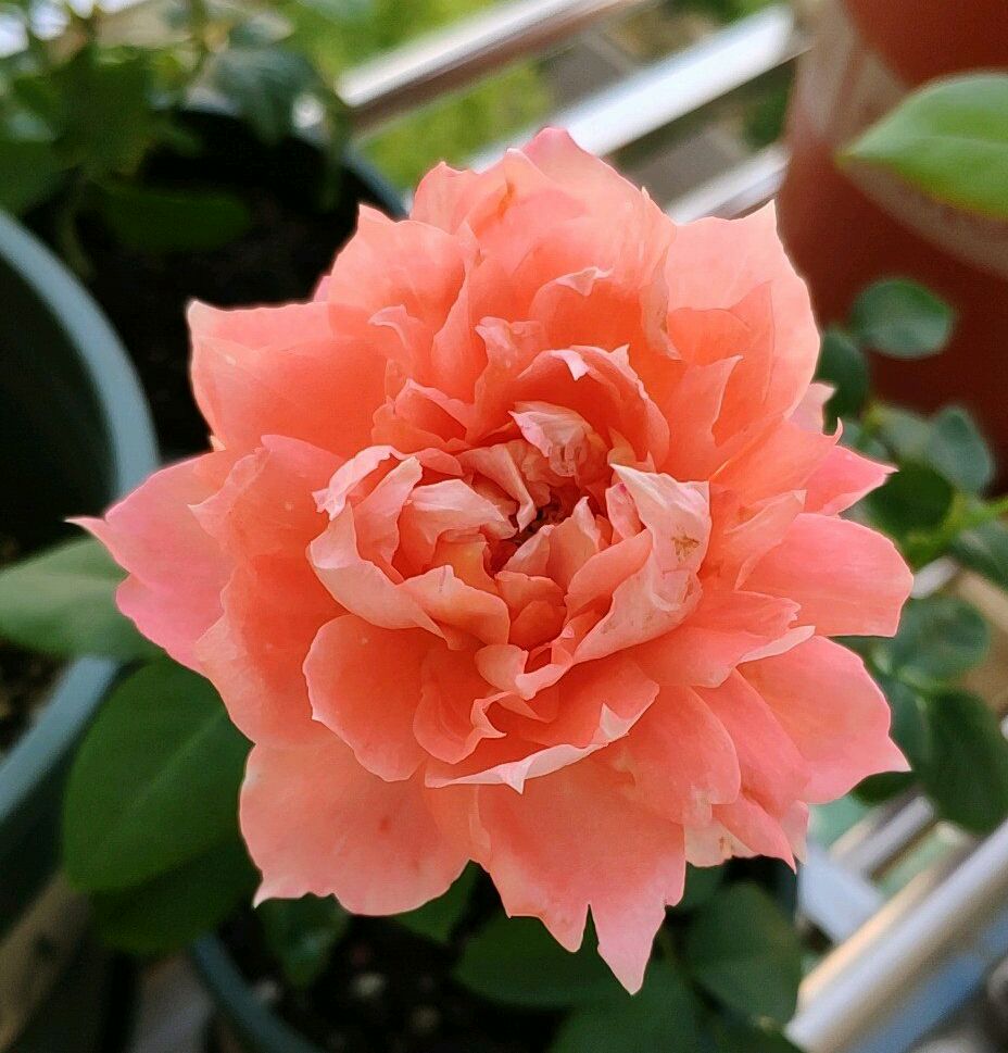 我们常见的做法是,水插月季的根到4厘米长以后,看到根系变色,这时候