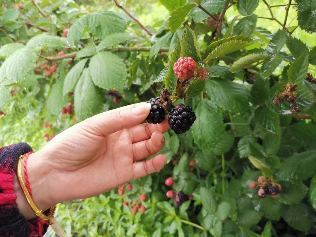 如条件允许,不妨来到基地,尝一口刚采摘下的新鲜黑莓,味道自然更鲜美.