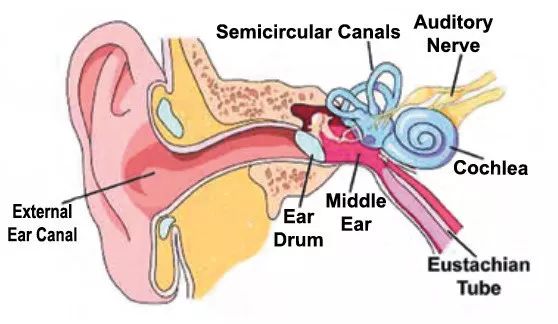 使耳蜗内壁上数以千计的纤毛状感觉接收器产生运动
