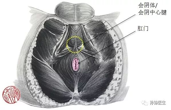 医学笔记|男性的会阴部解剖:肛门外括约肌(锋哥推荐)