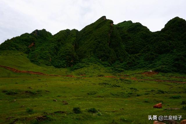 走進臨洮縣南屏山看花中之相芍藥花