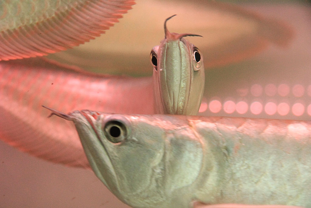 银龙鱼怎么分公母图片