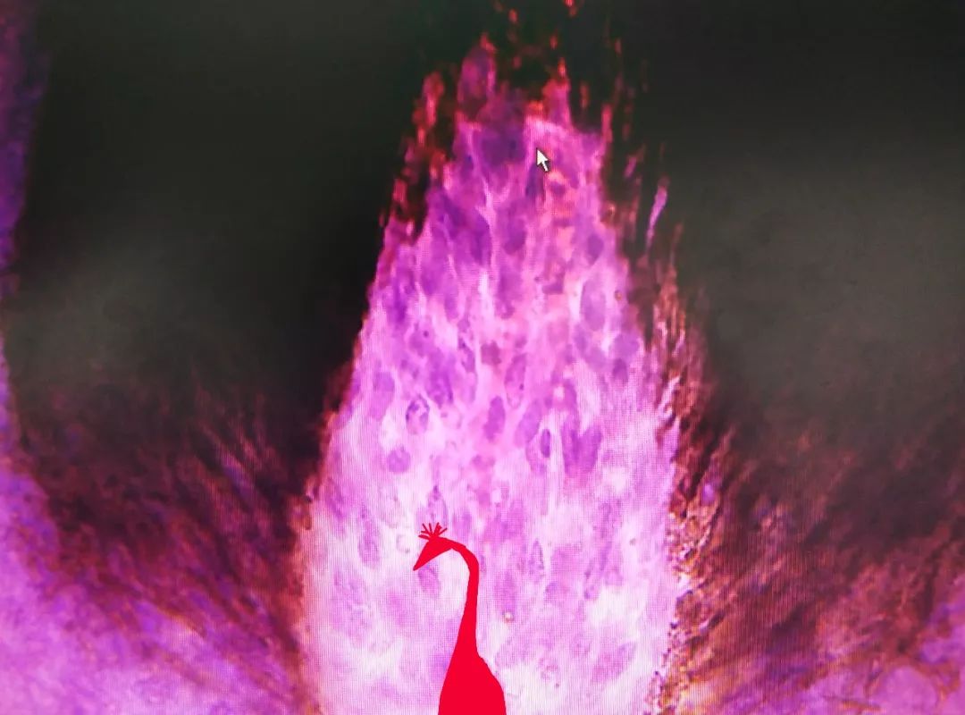 形态学显微摄影学生作品赏析