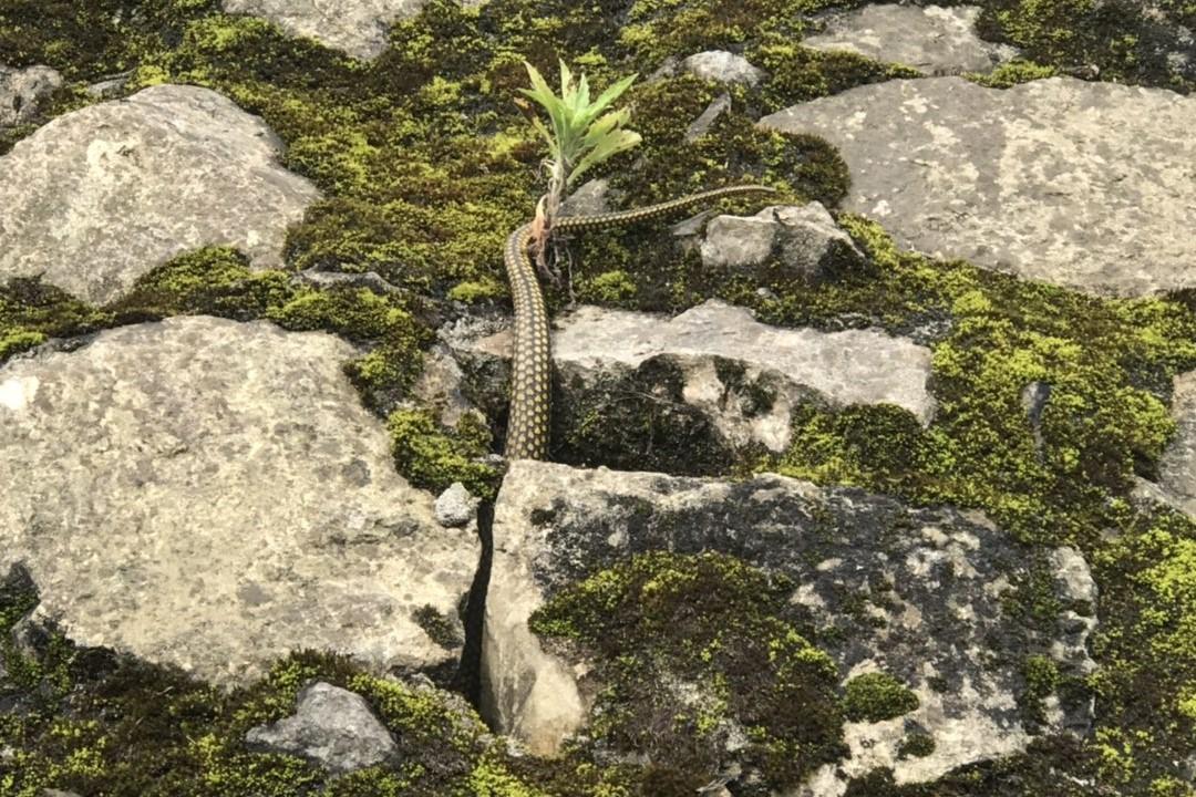 在農村看到大王蛇的洞那麼蛇洞一般有多深要挖多久才能找到蛇