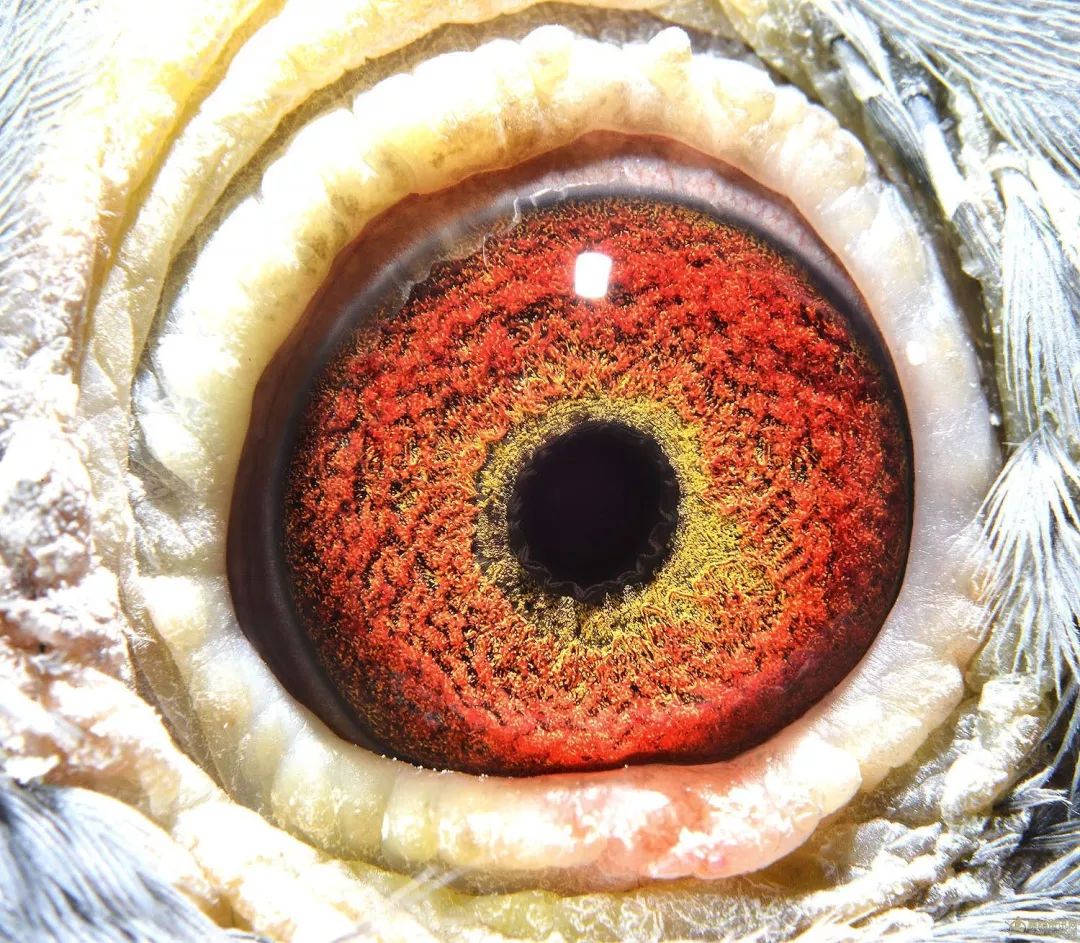 三十七羽超级种鸽眼欣赏!