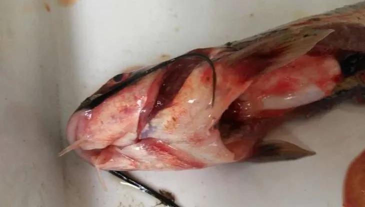 原创鱼在水面上打转狂游并眼球凸出这是怎么回事