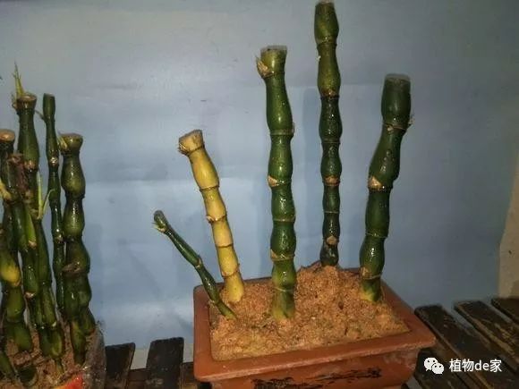 技术贴佛肚竹枝条这样种生根发芽快成活率杠杠滴还好操作