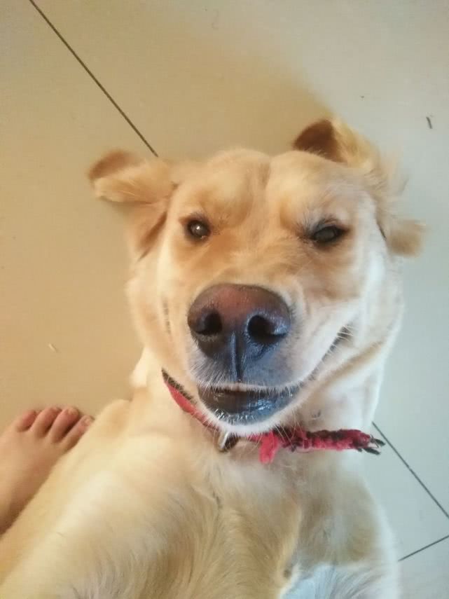 盛世美颜大金毛被铲屎官拍成了智障狗童网友可惜了狗