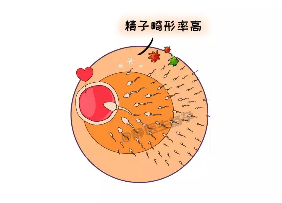 精子凝集图片