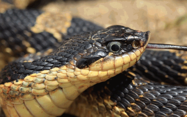 海口惊现动物管理局土拨鼠蜜袋鼯迷你刺猬45种活生生的动物集体现形