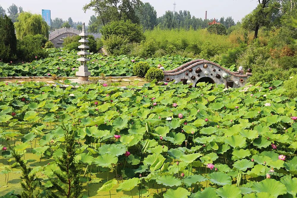 田甸园的荷花开好了美爆了