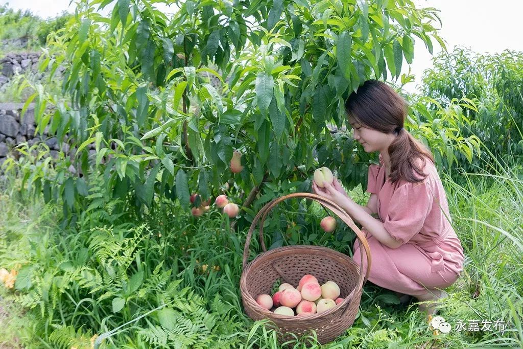永嘉这里进入桃为媒时代这个夏天可以摘桃子解馋了