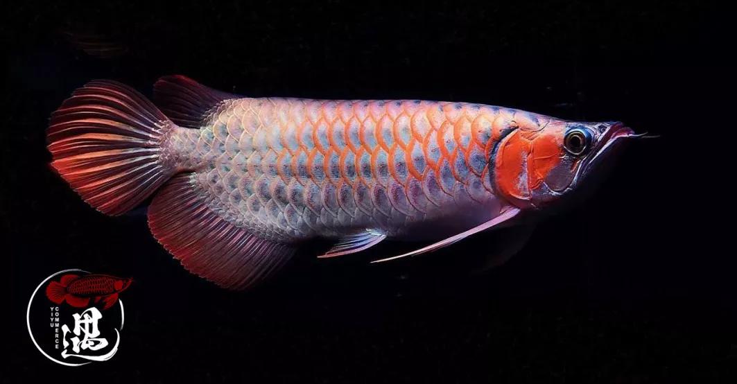 老玩家带路细谈红龙发色四要素