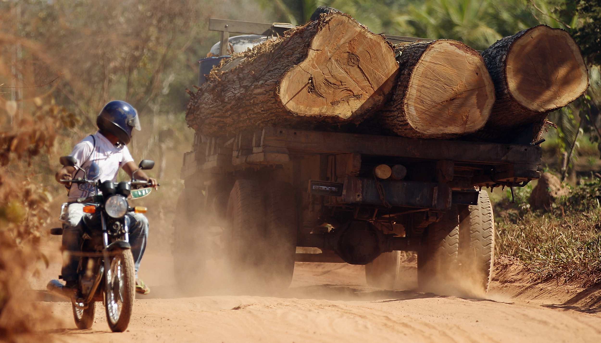 巴西亚马孙雨林消失加速森林砍伐地被爆违规放牧卖牛