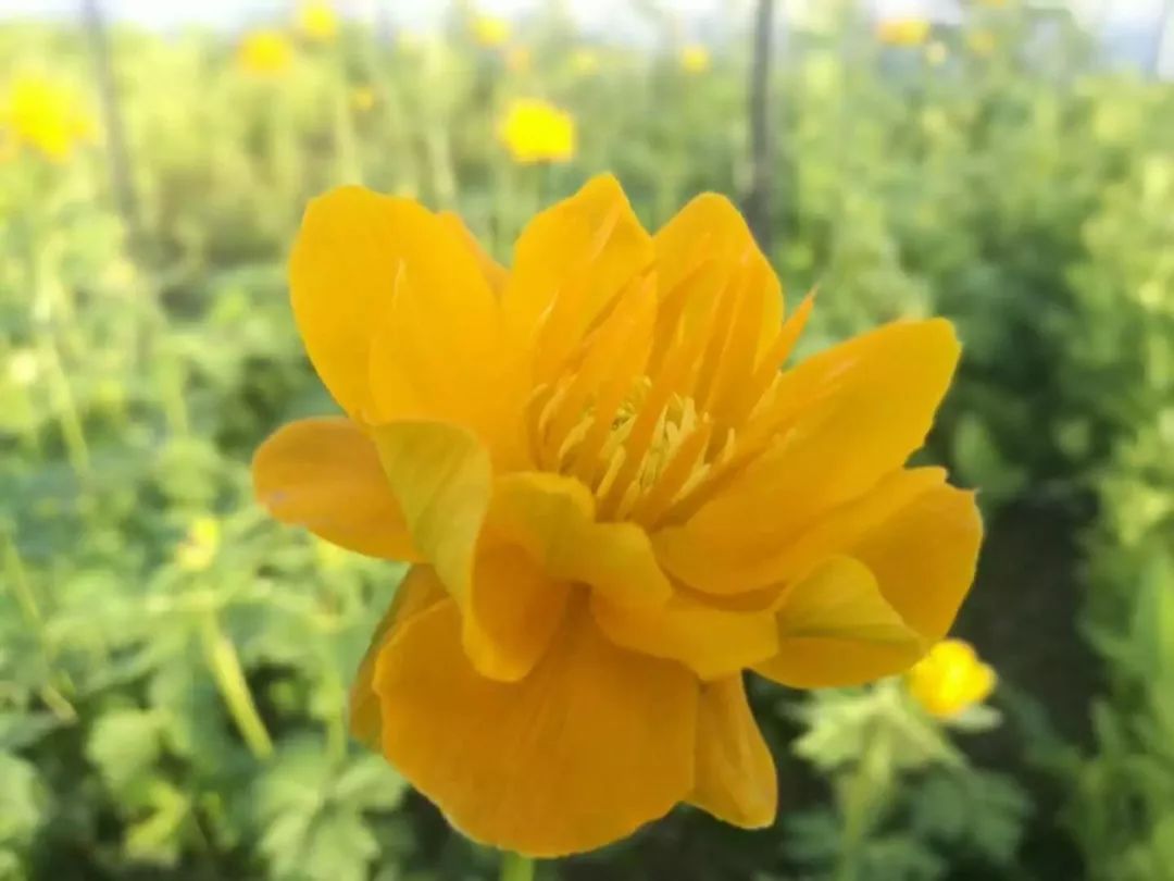 正蓝旗的金莲花开了附赏花攻略