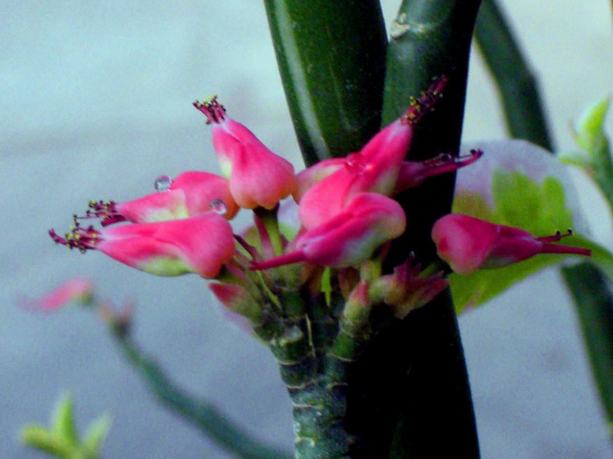 花多采南方常见的红雀珊瑚又叫铁杆丁香你知道吗