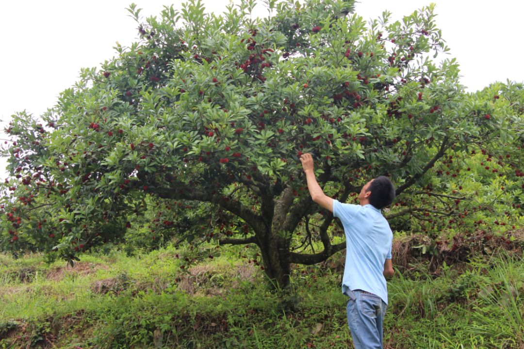 67柘荣杨梅熟了,你还等什么呢?_种植