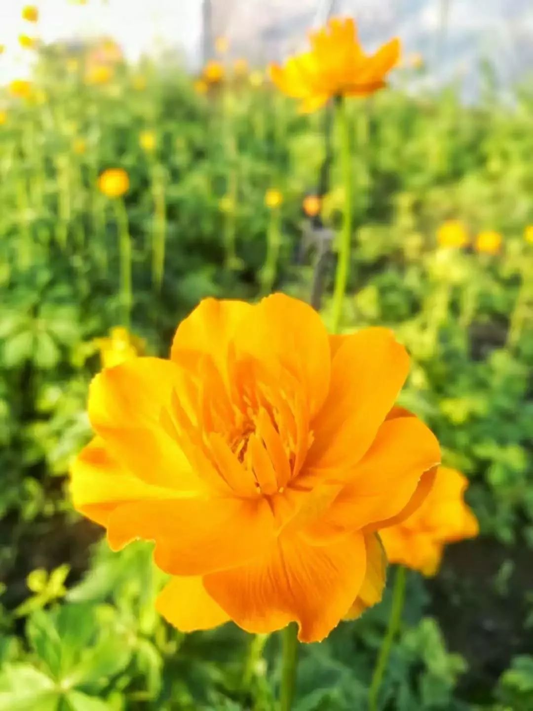 正蓝旗的金莲花开了附赏花攻略