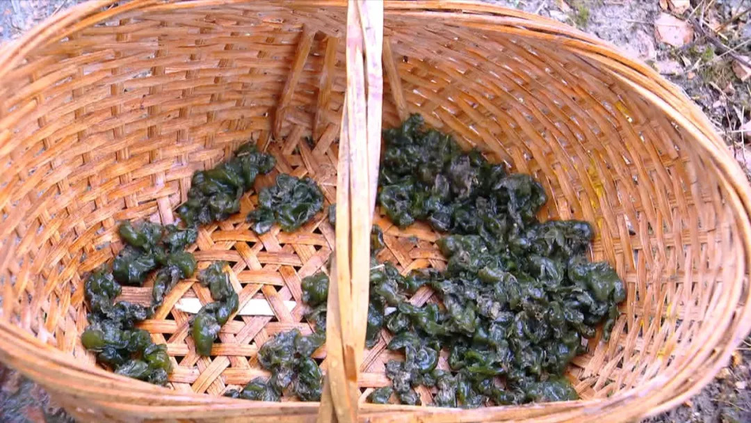 地皮菜等等,一般新鲜烧来吃,要想保存时间长一点,就要晒干,地衣的烧法