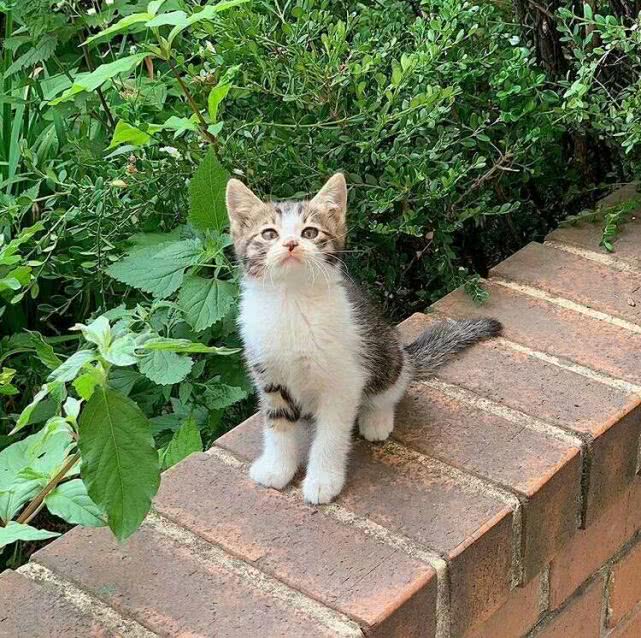 校园里的"流浪猫家族"倾巢出动觅食,可爱模样萌炸,校友:抱走