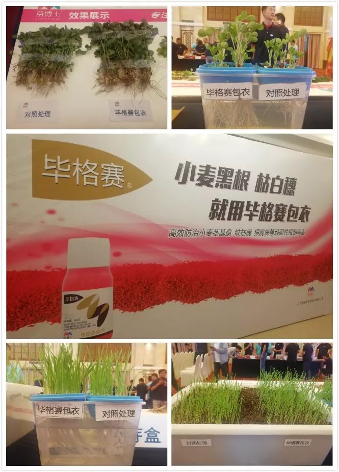 小麦茎基腐病爆发年苗博士专利种衣剂毕格赛引领增产新时代
